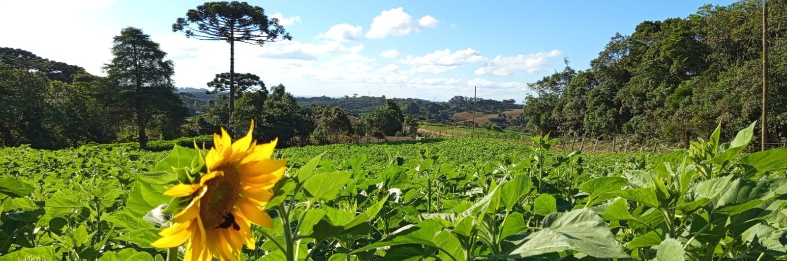 🌻 🌻 Trilha do Girassol 🌻 🌻 Venha nos visitar ! Estamos localizados em: 📍 Rua da Torre - s/n - Colõnia Gamelas, São José dos Pinhais - PR